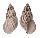 LANDSNAIL ACHATINA FULICA shell