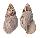 LANDSNAIL ACHATINA FULICA shell