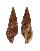 COLUBRARIIDAE COLUBRARIA BRINKAE shell