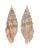 MITRIDAE VEXILLUM DARWINI shell