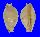 CYPRAEIDAE NOTADUSTA MARTINI shell