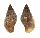 BUCCINIDAE PISANIA PUSIO shell