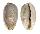 CYPRAEIDAE NARIA IRRORATA shell