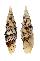 MITRIDAE COSTELLARIA MIRABILE shell