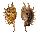 STROMBIDAE LAMBIS MILLEPEDA shell