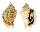 STROMBIDAE STROMBUS KLECKHAMAE BOHOLENSIS shell