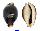 CYPRAEIDAE CYPRAEA PANTHERINA FUNEBRALIS shell