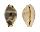 CYPRAEIDAE BISTOLIDA URSELLUS shell