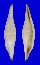 OVULIDAE PHENACOVOLVA NECTAREA shell