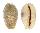 CYPRAEIDAE EROSARIA EROSA CHLORIZANS shell