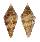 CONIDAE KURODACONUS MINIEXCELSUS shell