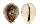 CYPRAEIDAE CYPRAEA TIGRIS shell