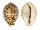 CYPRAEIDAE CYPRAEA TIGRIS shell