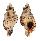 RANELLIDAE CYMATIUM NICOBARICUM shell