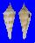 CONIDAE CONUS ORBIGNYI CORIOLISI shell
