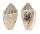 MARGINELLIDAE MARGINELLA MINUSCULA shell