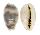 CYPRAEIDAE CYPRAEA KIENERI SCHNEIDERI shell