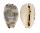 CYPRAEIDAE CYPRAEA KIENERI SCHNEIDERI shell