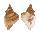 PERSONIDAE DISTORSIO HABEI shell