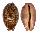 CYPRAEIDAE LEPOCYPRAEA MAPPA PANERYTHRA shell