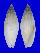 MITRIDAE MITRA ALBINA shell