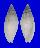 MITRIDAE MITRA ALBINA shell