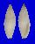 MITRIDAE MITRA ALBINA shell