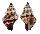 FASCIOLARIIDAE PERISTERNIA CASTANOLEUCA shell