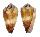CONIDAE CONUS FERRUGINEUS SOPHIAE shell