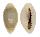 CYPRAEIDAE MONETARIA ANNULUS ROSTRATE shell