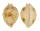 CYPRAEIDAE PUSTULARIA BISTRINOTATA BISTRINOTATA SAMARENSIS shell