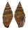 MITRIDAE STRIGATELLA ASSIMILIS shell