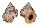 BURSIDAE BUFONARIA THERSITES shell