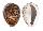 CYPRAEIDAE CYPRAEA TIGRIS shell