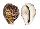 CYPRAEIDAE CYPRAEA TIGRIS shell