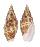 MITRIDAE MITRA NUBILA LAMARCKI shell