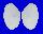 TELLINIDAE TELLINA ALTERNATA shell