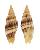 MITRIDAE VEXILLUM PEDROI shell