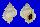 BURSIDAE BUFONARIA THERSITES shell