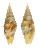 MITRIDAE COSTELLARIA RUFOMACULATUM shell