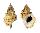 BURSIDAE TUTUFA TENUIGRANOSA shell