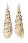 TEREBRIDAE TEREBRA MACULATA shell