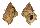 BURSIDAE BURSA IGNOBILIS shell