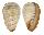 MARGINELLIDAE MARGINELLA STRIGATA shell