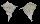 BUCCINIDAE BUSYCON CONTRARIUM shell