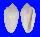 MARGINELLIDAE MARGINELLA OLIVAEFORME shell