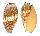 VOLUTIDAE MELO MILTONIS shell