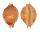 CYPRAEIDAE PUSTULARIA CHIAPPONII BEATRICAE shell