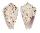 CONIDAE CONUS PERPLEXUS shell