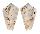 CONIDAE CONUS PERPLEXUS shell